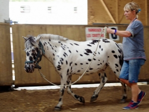 Equiterapie dans l'Yonne exercice cheval manege